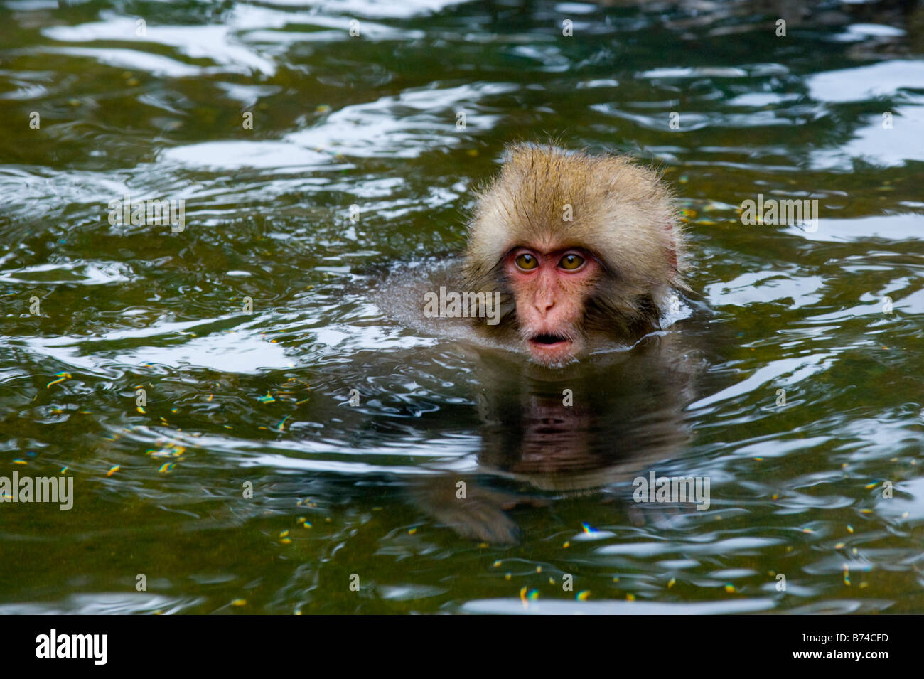 A Japanese Macaque monkey bathing a hot spring in the Jigokudani Monkey