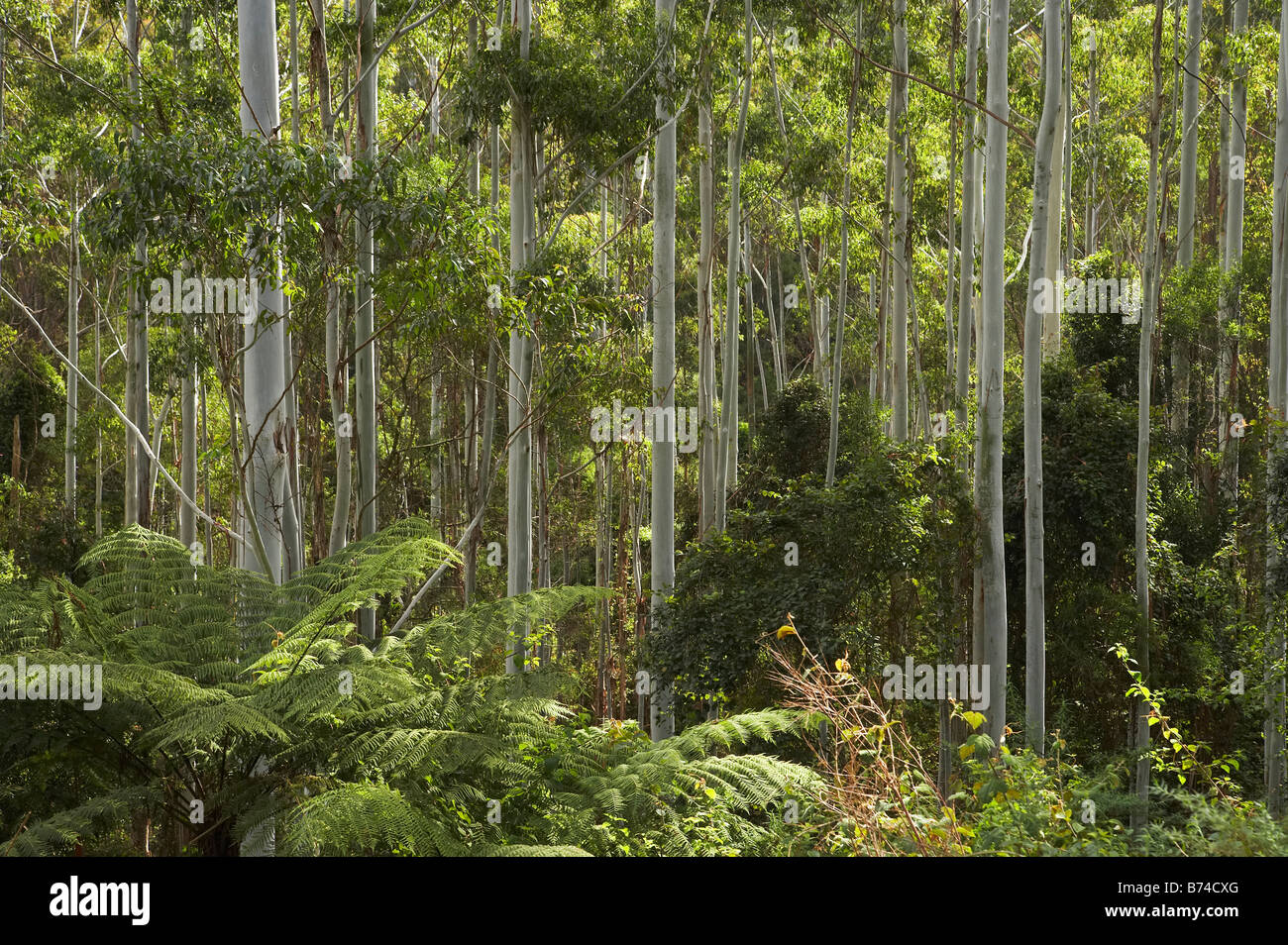 Eucalyptus Trees Colling Road near Boorganna New South Wales Australia Stock Photo