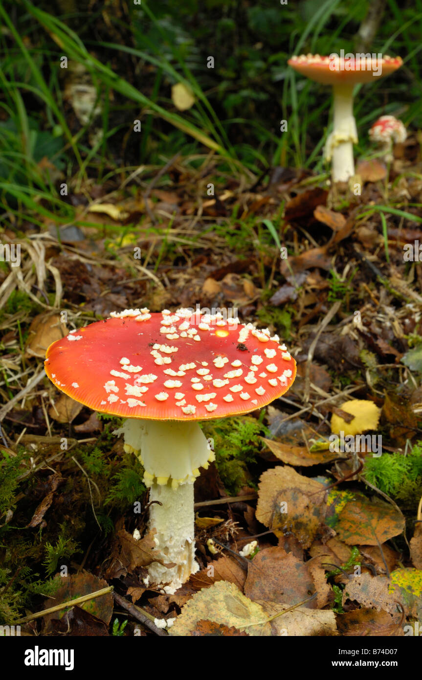 Fly Agaric fungus, amanita muscaria, Dumfries & Galloway, Scotland Stock Photo