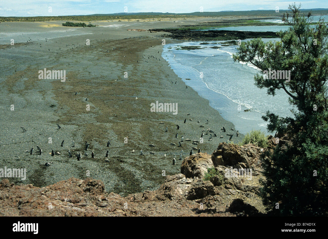 Magellanic Penguins (Spheniscus magellanicus) at a beach at Punta Tombo, Patagonia, Argentina Stock Photo