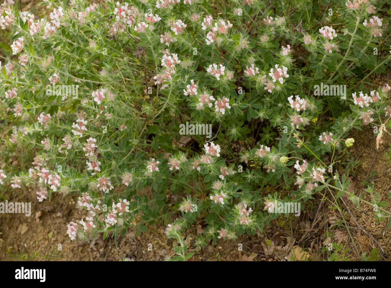 A shrubby legume Dorycnium hirsutum north Greece Stock Photo