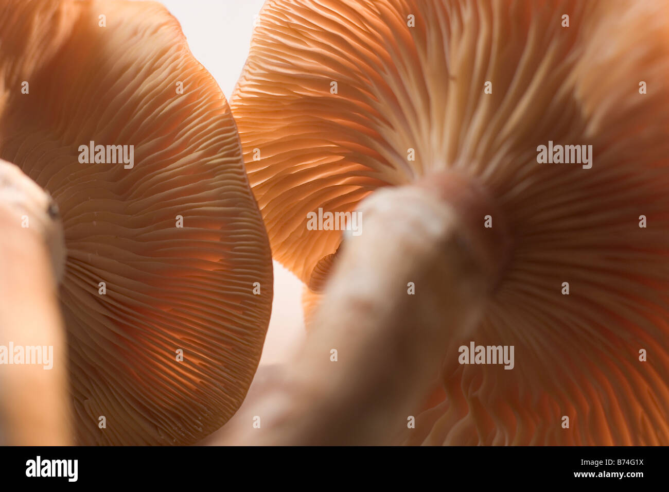 Mushroom gills hires stock photography and images Alamy