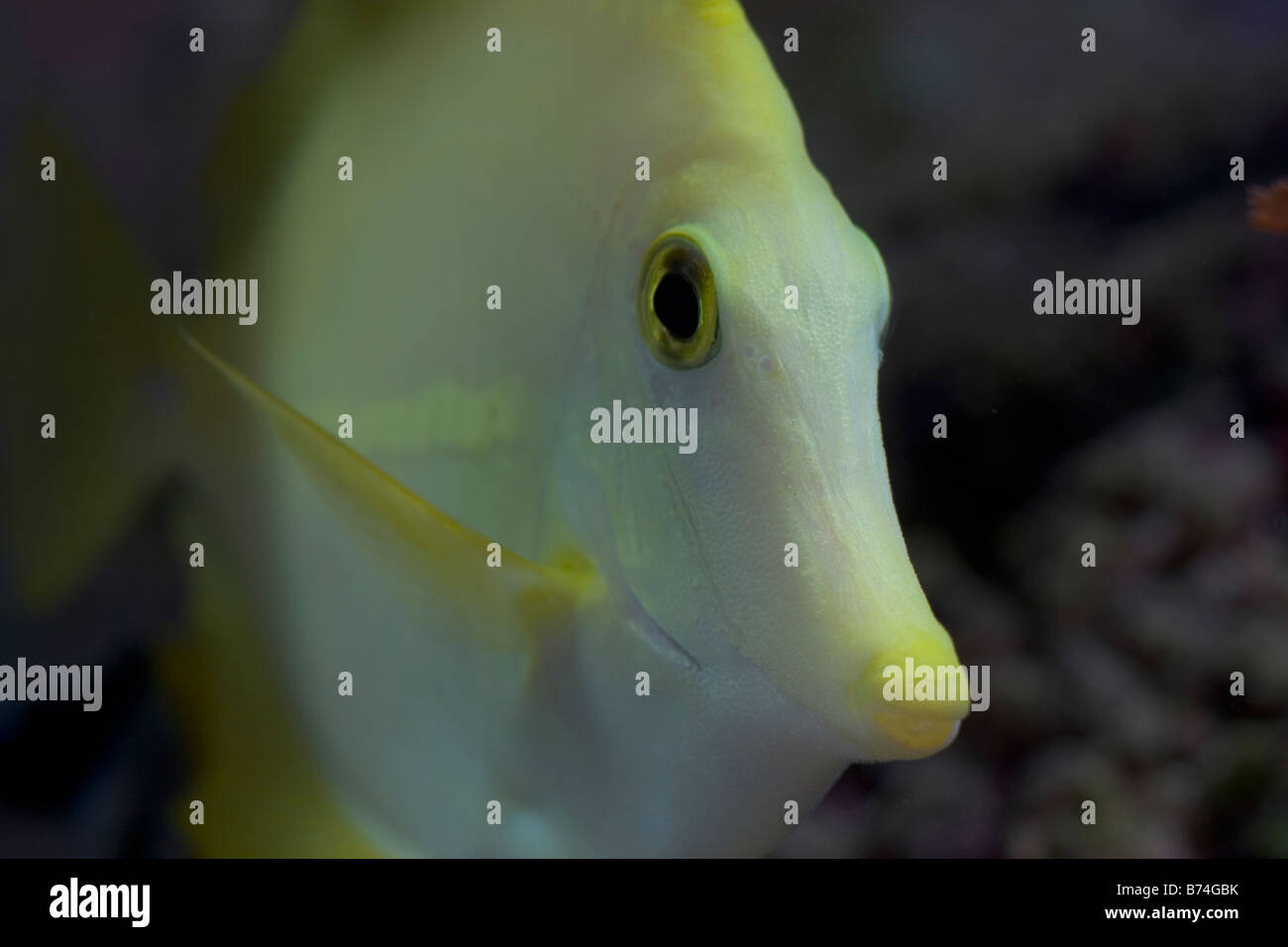 Yellow Tang Saltwater Fish Stock Photo