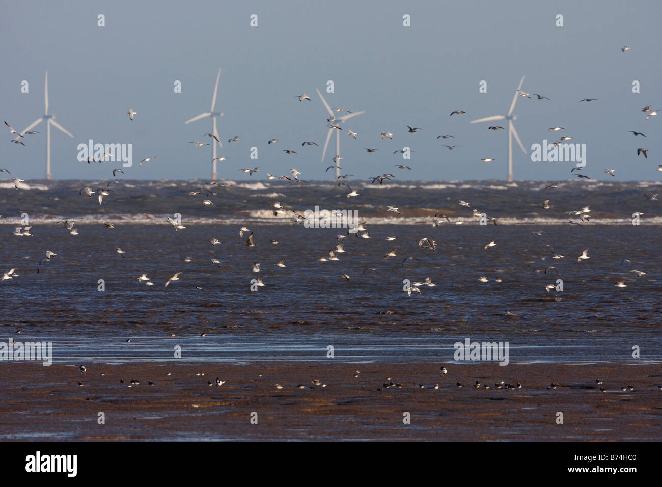 Wading birds offshore wind turbines Talacre Flint RSPB Reserve Dee Estuary North Wales Stock Photo