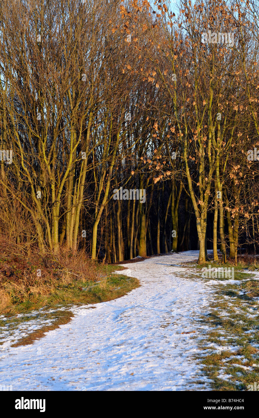 snow covered path in stenner woods, didsbury Stock Photo - Alamy