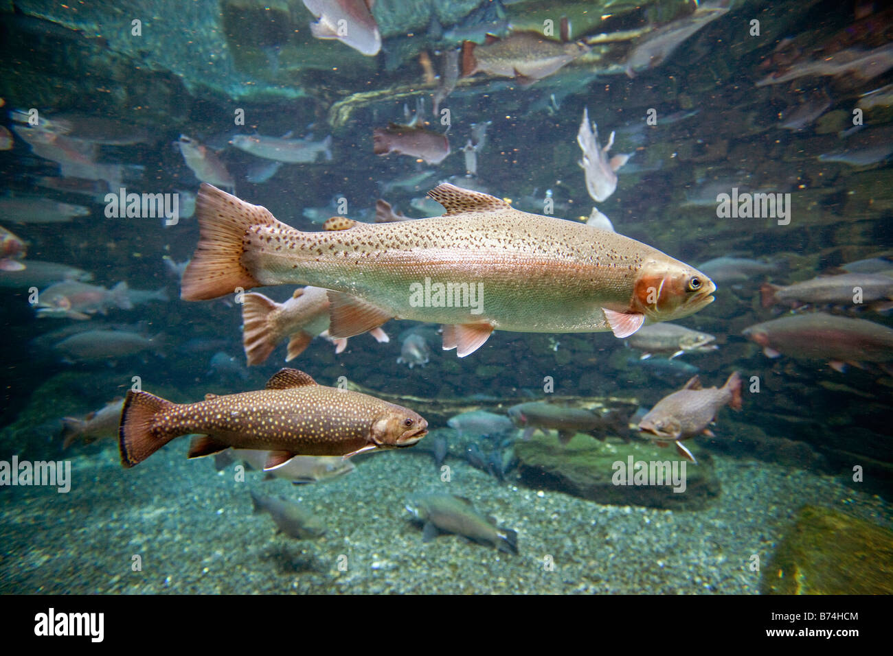 New Zealand, North Island, Rotorua, Rainbow Springs Nature park. Rainbow trout and North American Brook Char trout in captivity. Stock Photo