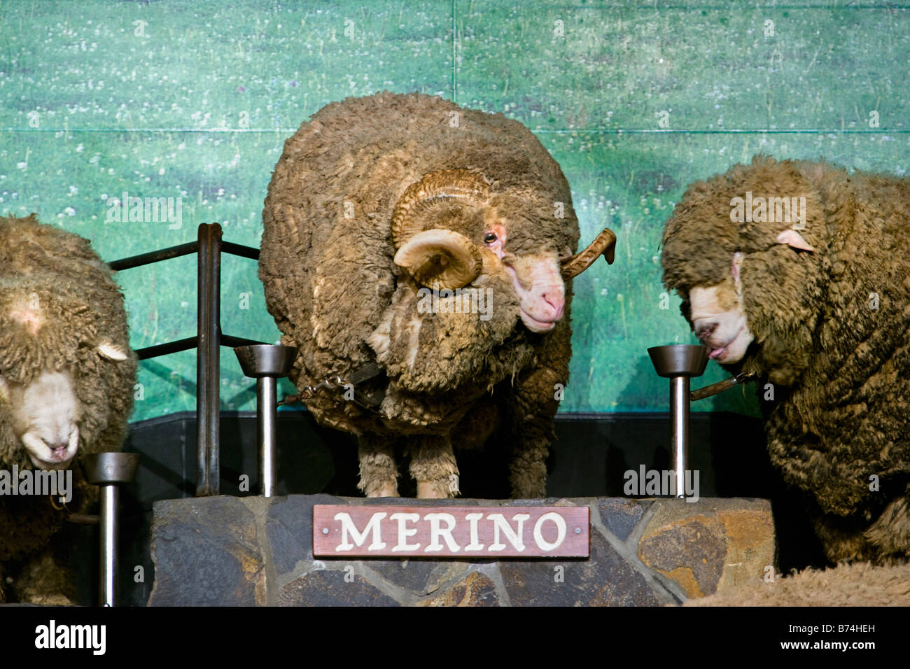 New Zealand, North Island, Rotorua, Sheep show at the Agrodome. Merino sheep. Stock Photo