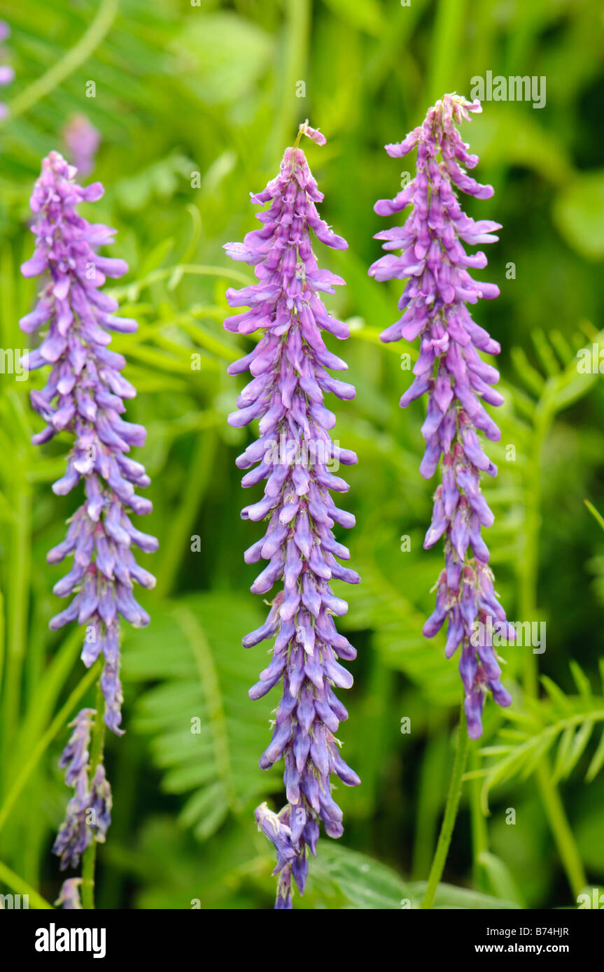 Tufted wetch flowers (Vicia cracca), Spain Stock Photo