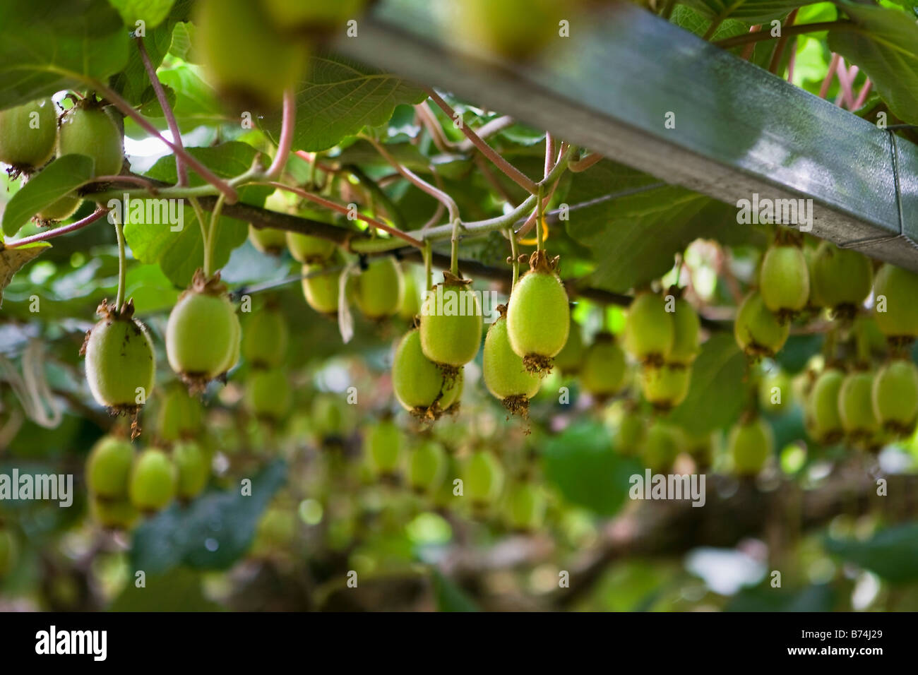 New Zealand, North Island, Tauranga, kiwi fruit growing. Stock Photo