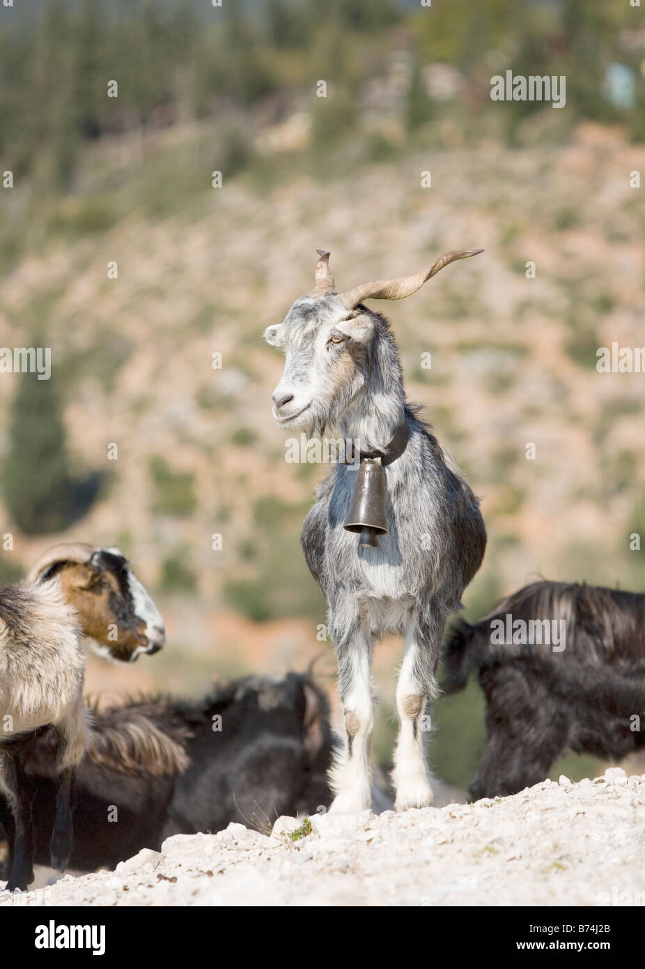 Magnificent lead goat - Kefalonia, Greece, Europe Stock Photo