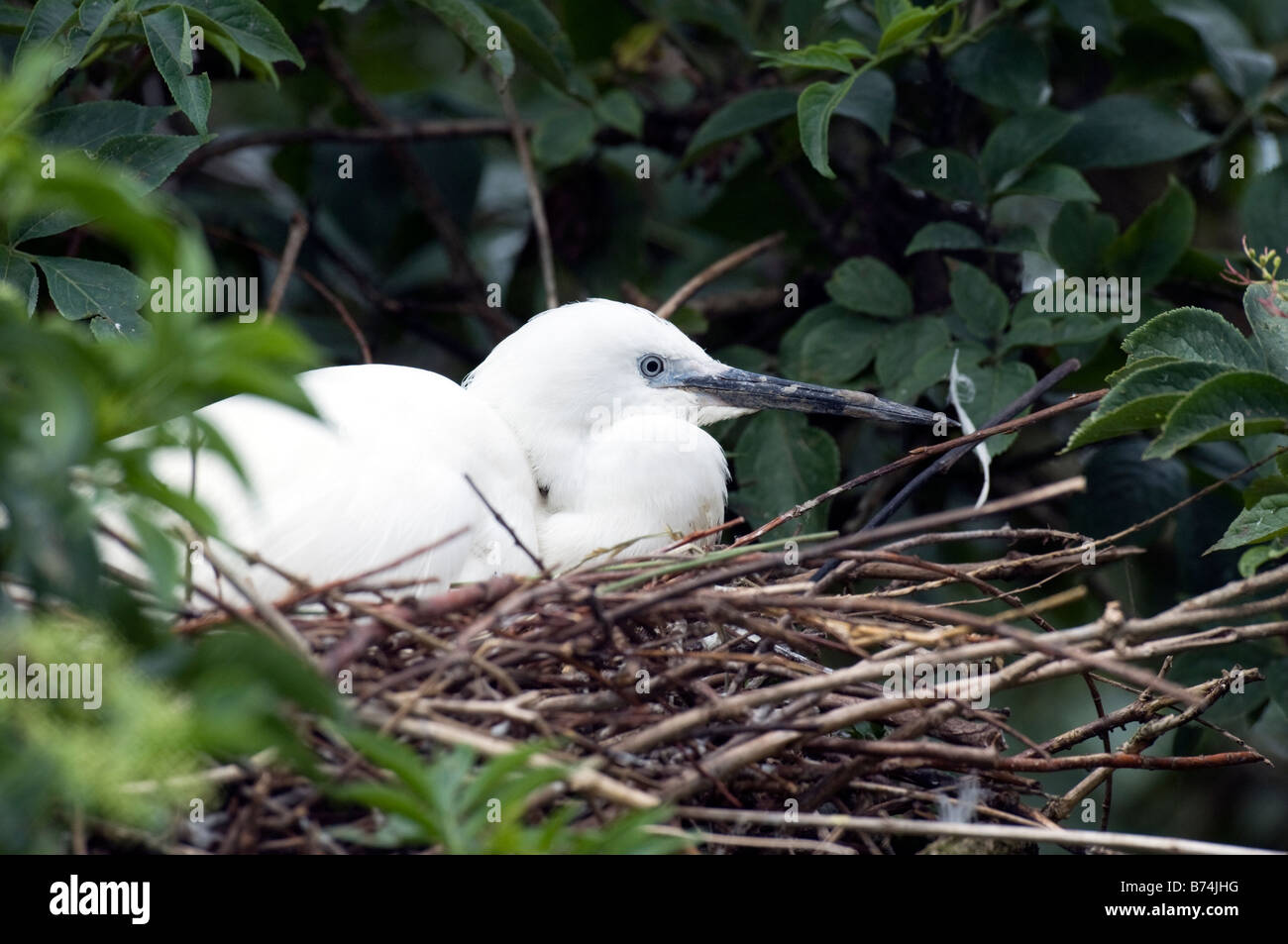 Little egret (Egretta garzetta) on nest Stock Photo