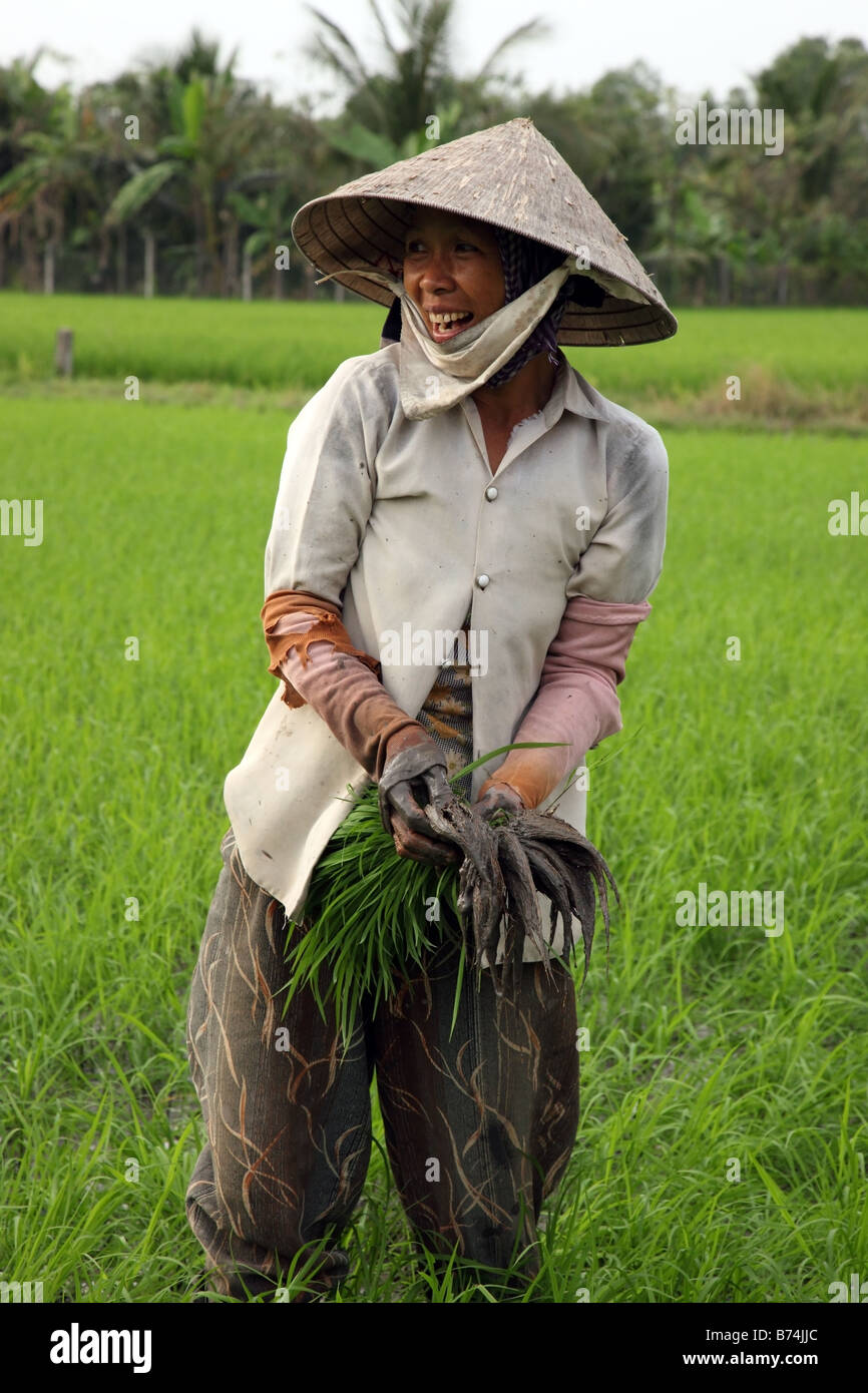 Vietnamese woman working in a rice paddy field in Ben Tre province, Mekong Delta, Vietnam Stock Photo