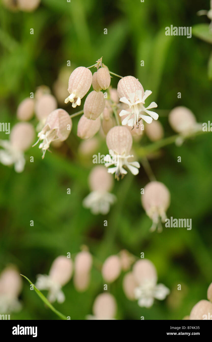 Bladder campion flowers (Silene vulgaris), Spain Stock Photo