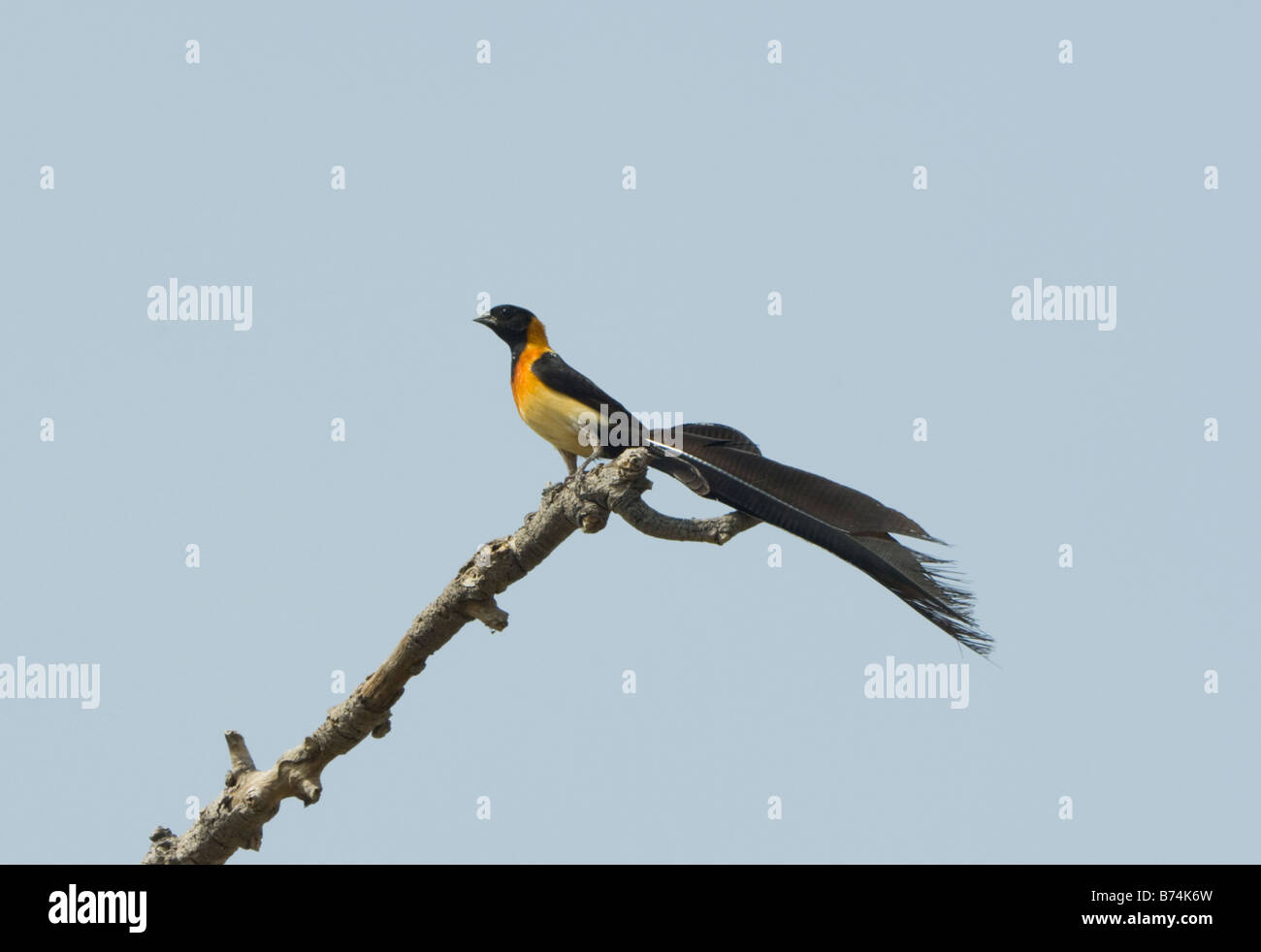 Paradise whydah birds hi-res stock photography and images - Alamy