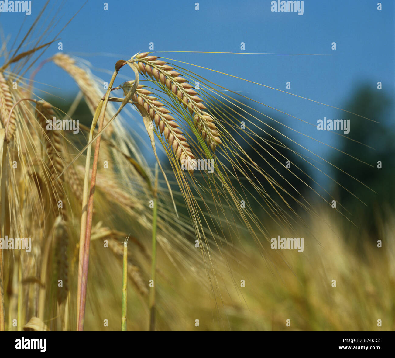 Ripe barley ears Devon Stock Photo