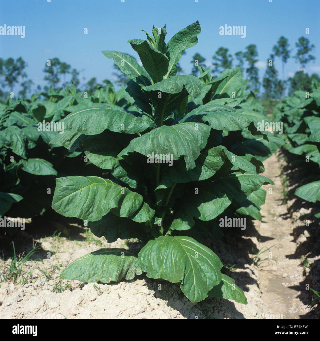 Large but immature tobacco plant in a crop Thailand Stock Photo