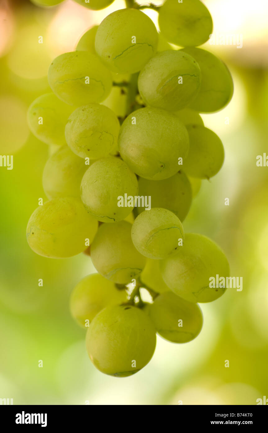 Grapes on the vine Lebanon Middle East Stock Photo Alamy