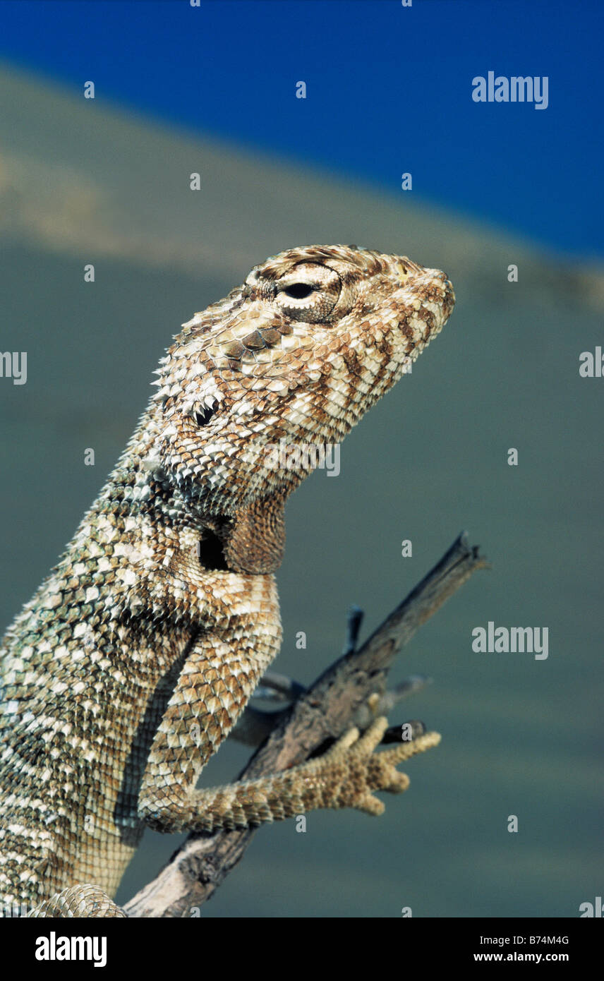 Jayakar's Agama Lizard, Bahrain, Arabian Gulf Stock Photo