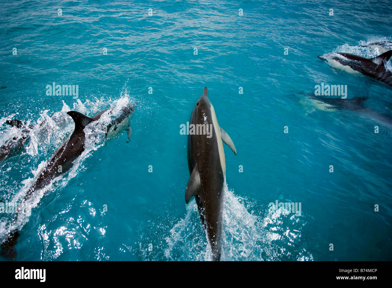 New Zealand, North Island, Whakatane,  watching dolphins. Stock Photo