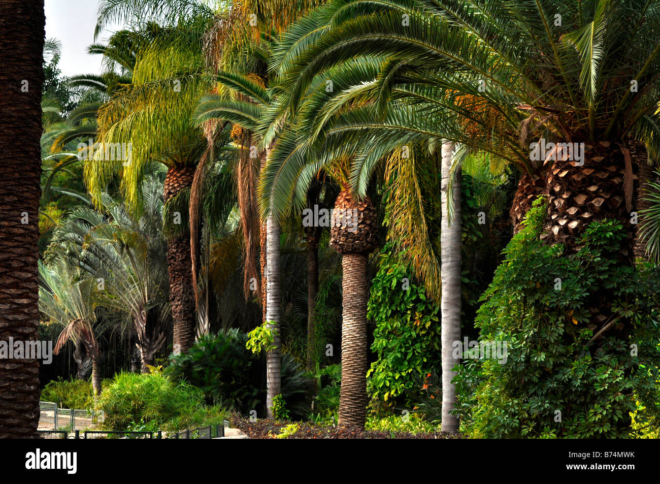 Palm tree palm trees hi-res stock photography and images - Alamy