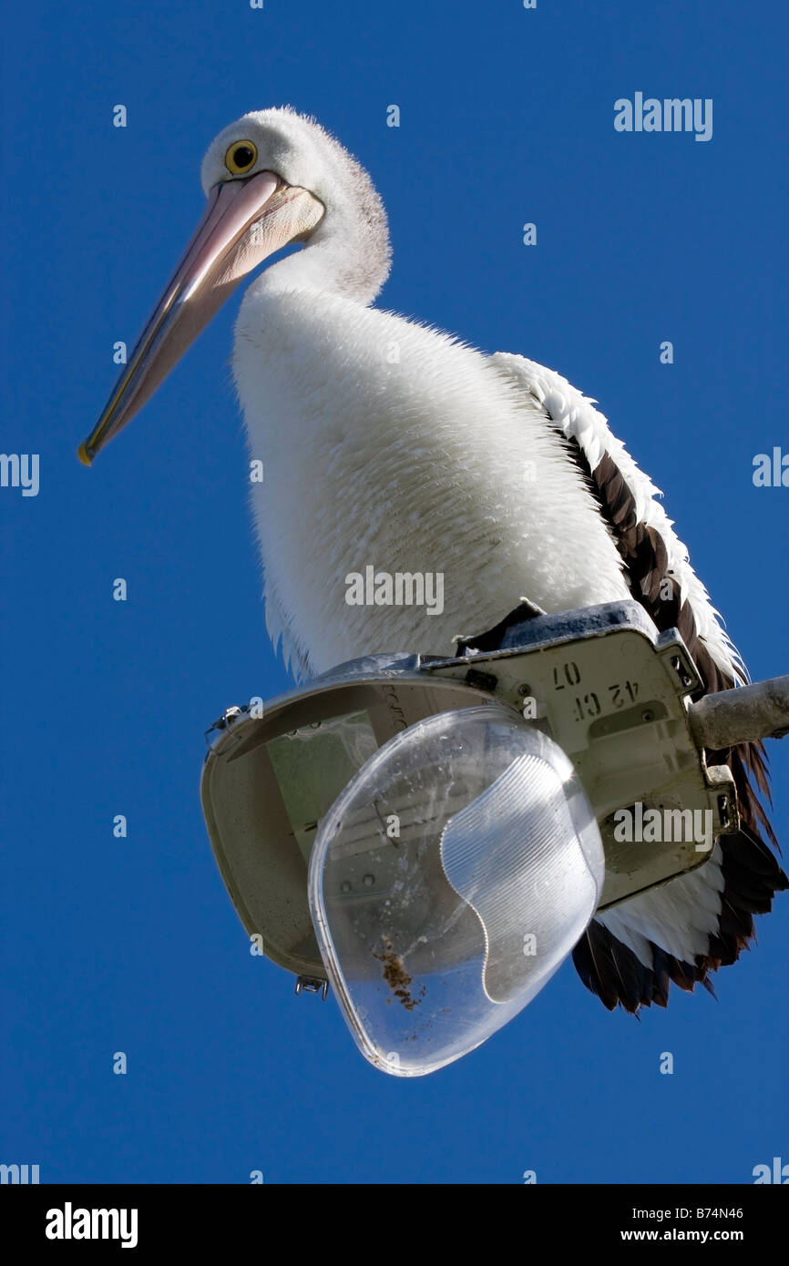 A large Australian pelican sits on a delicate broken street light Stock Photo