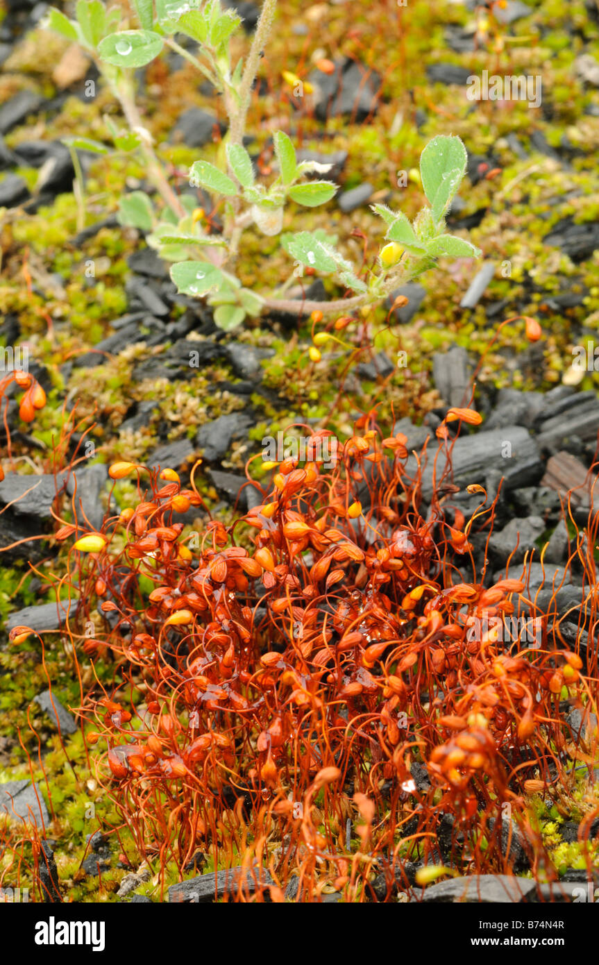 Moss, sporangium and lichens on a burnt terrain after a forest fire, Spain Stock Photo