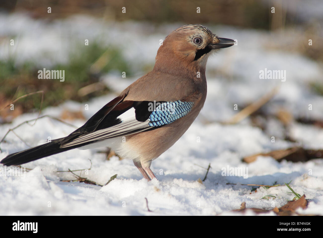 Jay on the snow Stock Photo