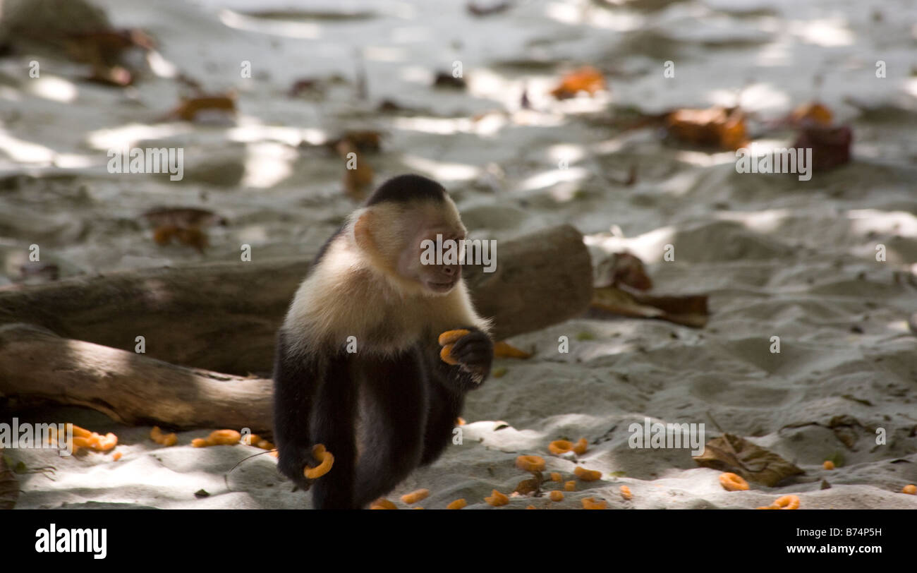 Young White Faced Capuchin monkey eating tourist snack fast food on beach Manual Antonio Nature Reserve Costa Rica Stock Photo
