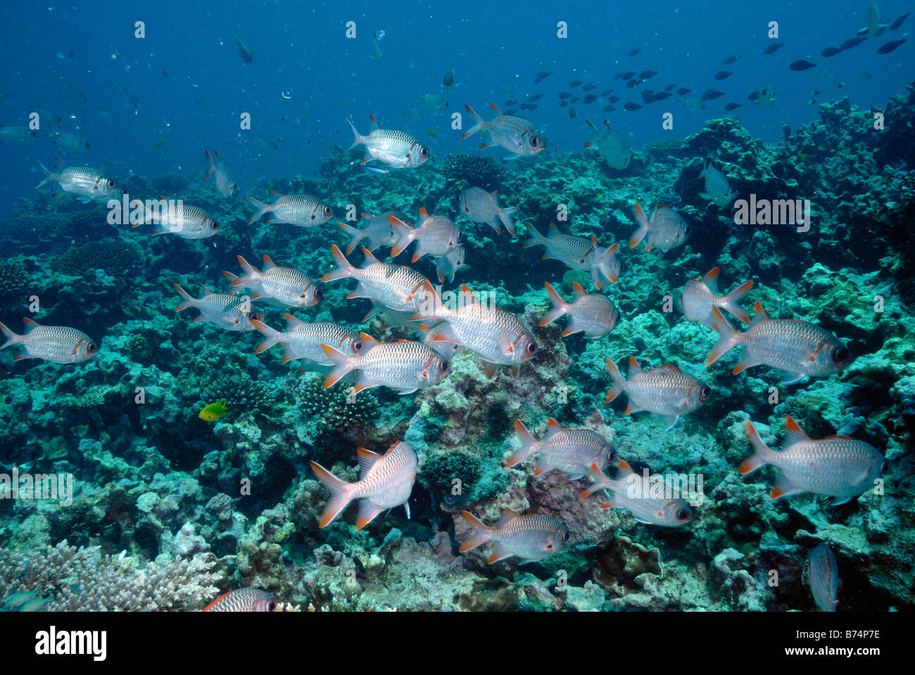 Shoal of Lattice soldierfish Myripristis violacea Mahe, Seychelles, Indian Ocean Stock Photo