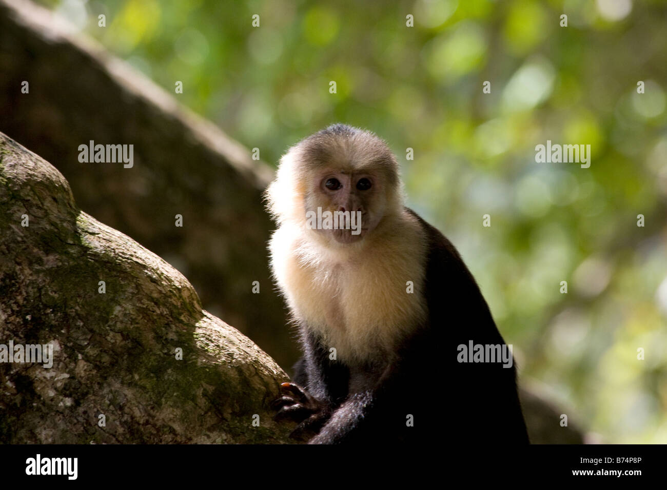 White Faced Capuchin Monkey in tree at Manual Antonio Nature Reserve Beach Costa Rica Stock Photo