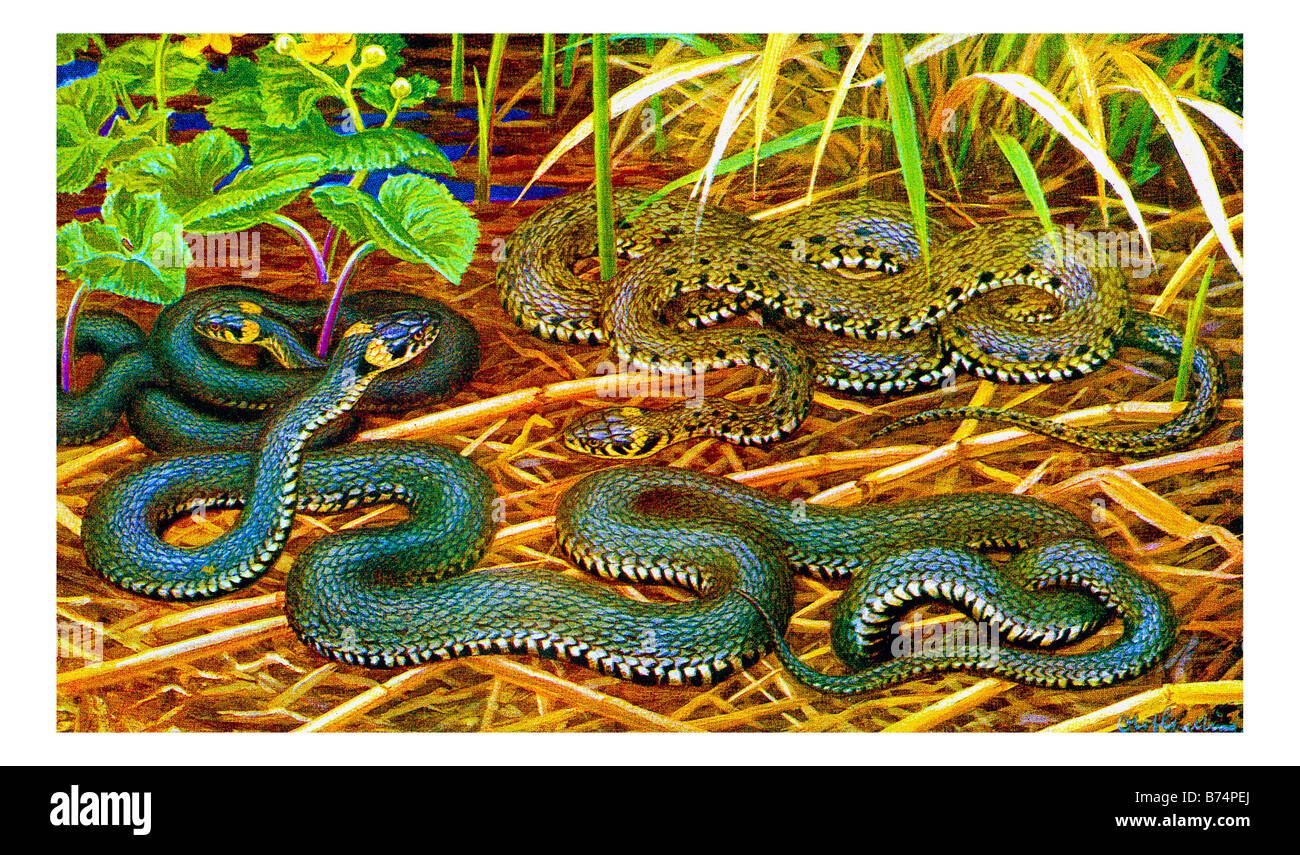 Illustration of grass snakes Stock Photo