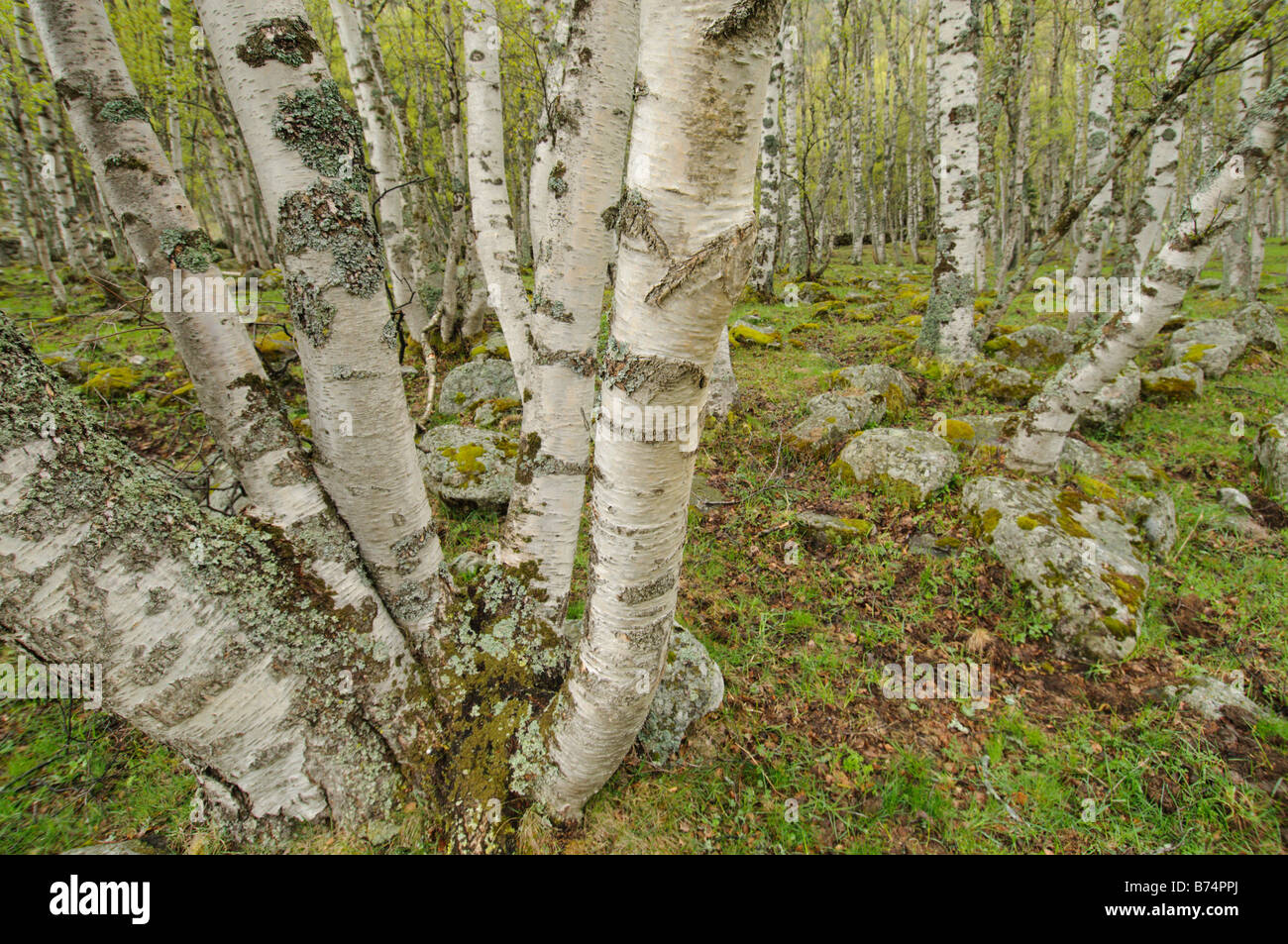 Birch deciduous forest, Pyrenees, France Stock Photo Alamy