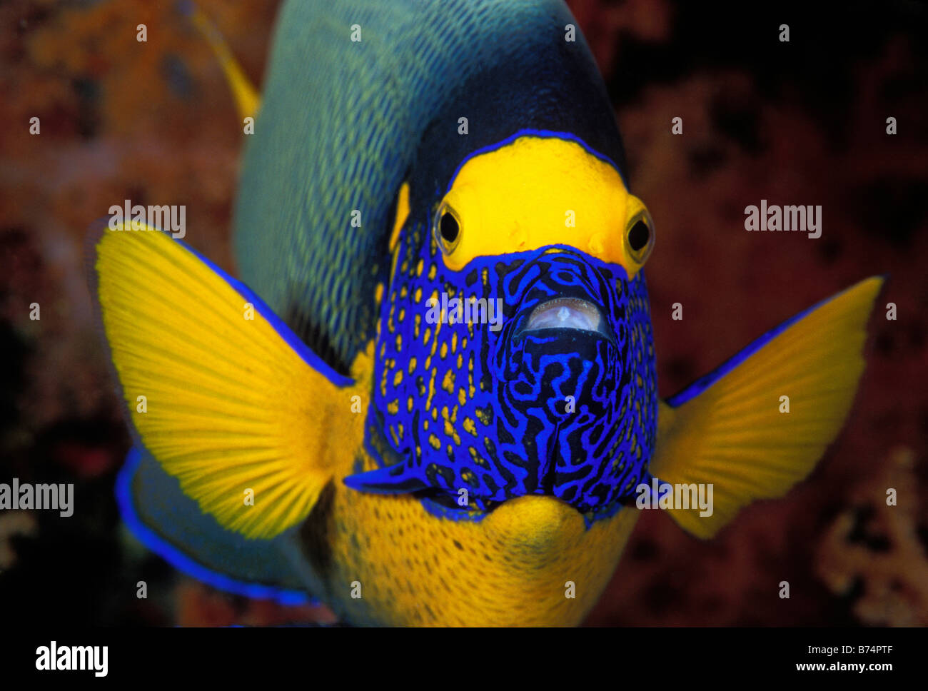 Blue face angelfish, Pomacanthus xanthometopon, Sulawesi, Indonesia. Stock Photo