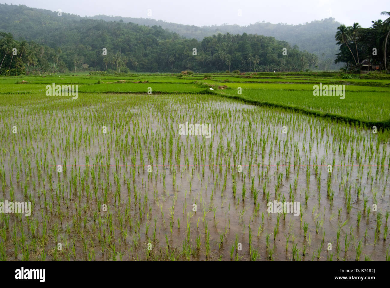 Rice paddy fields, Loboc, Bohol, Visayas, Philippines Stock Photo