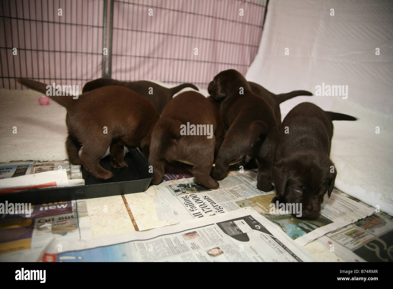 Chocolate Labrador puppies feeding Stock Photo Alamy