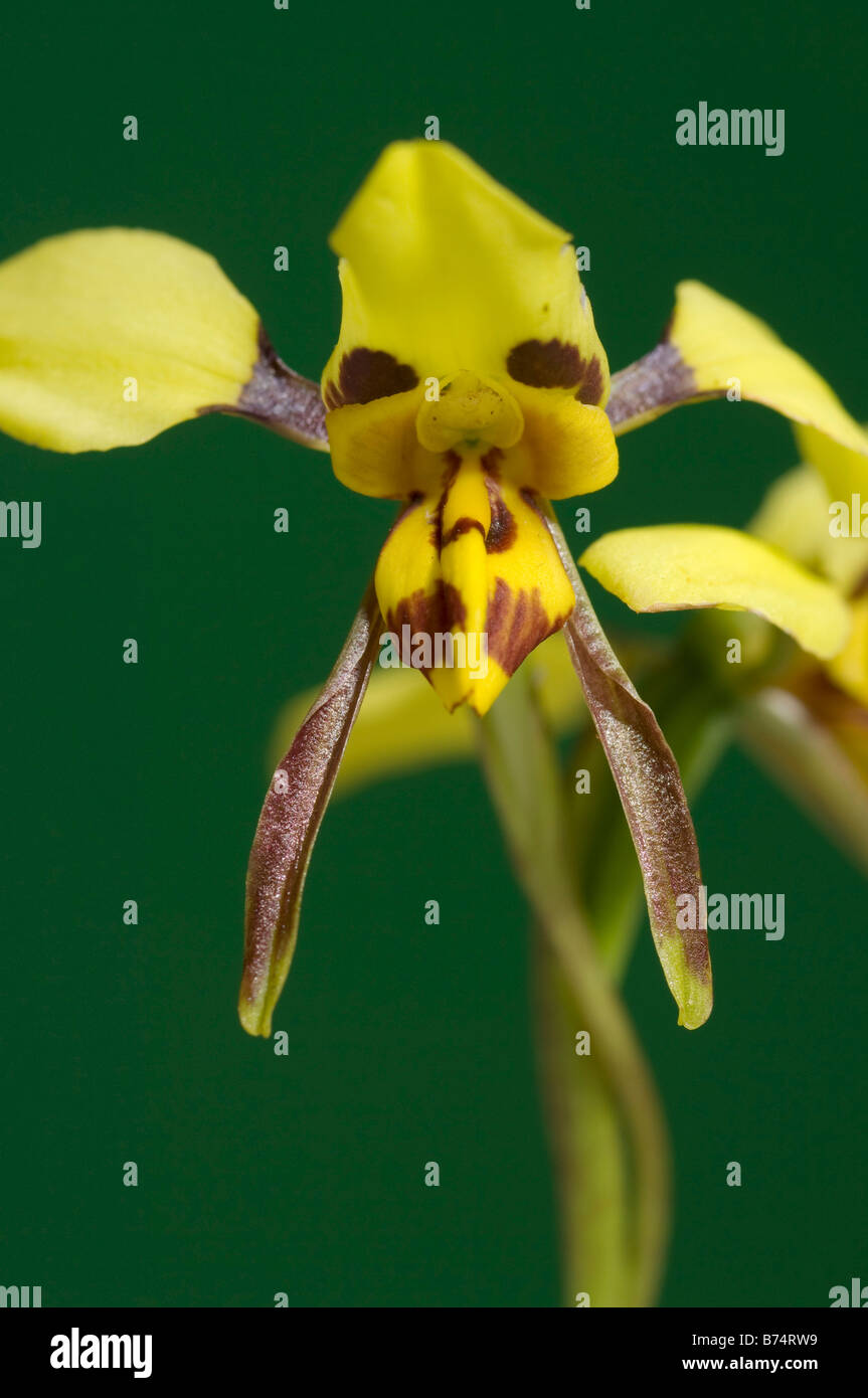 Australia tiger orchid flower Stock Photo