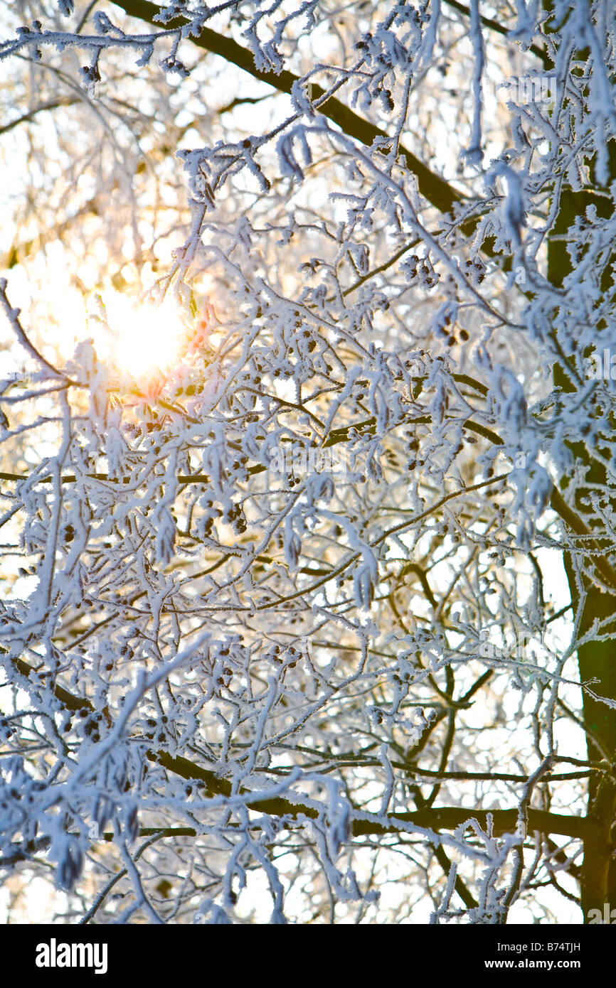 Stock photo of snowy trees in winter Stock Photo - Alamy