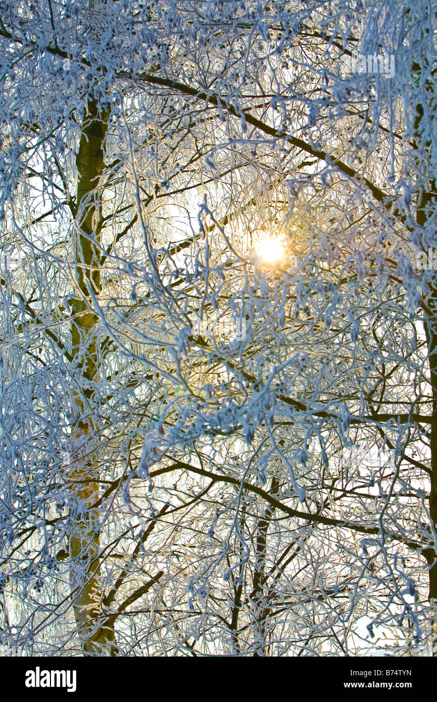 Stock photo of snowy trees in winter Stock Photo - Alamy