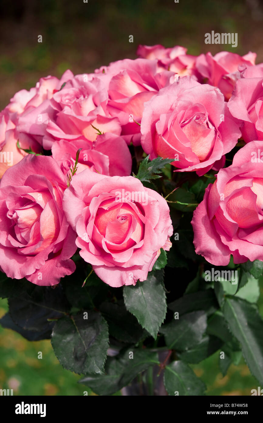 Beautiful romantic pink roses in high contrast color Stock Photo Alamy