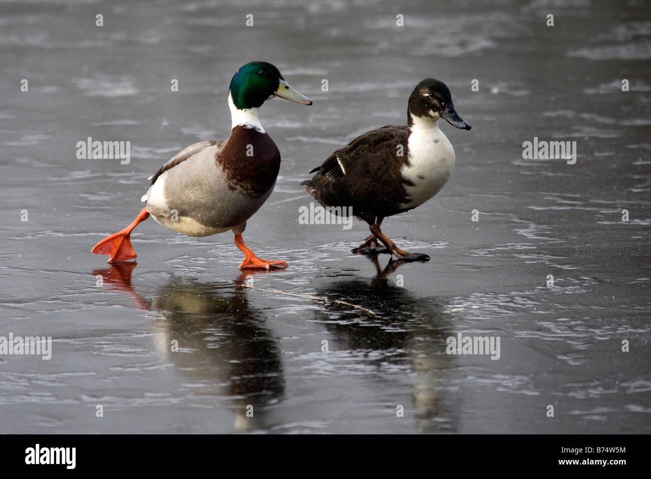 A pair of mallards walking over sheet ice in Broadland, Norfolk Stock Photo