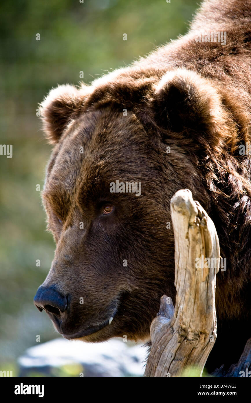 Closeup of a grizzly bear peering round a small branch Stock Photo