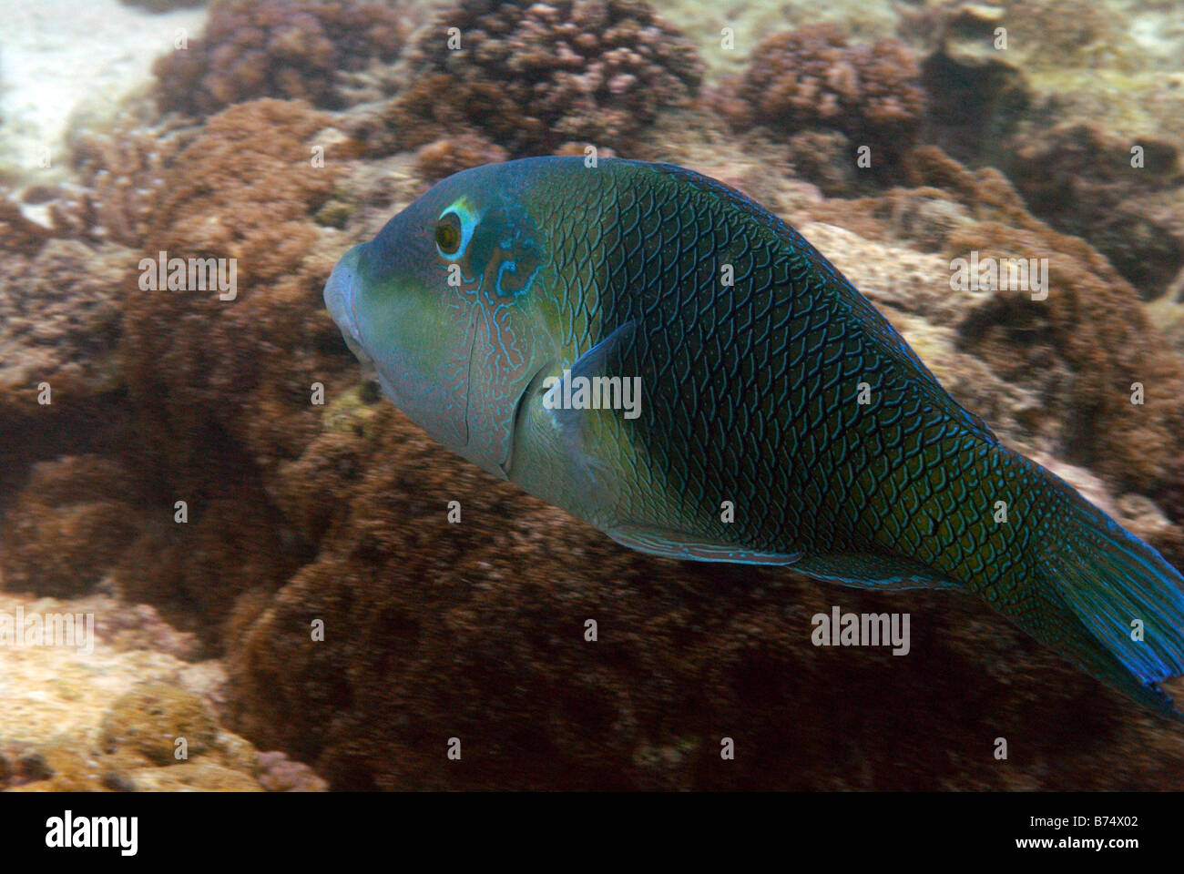 Halfandhalf wrasse Hemigymnus melapterus Mahe, Seychelles, Indian Ocean Stock Photo Alamy