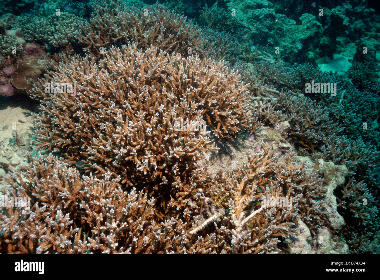 Staghorn coral Acropora sp. hard coral Seychelles, Indian Ocean Stock Photo