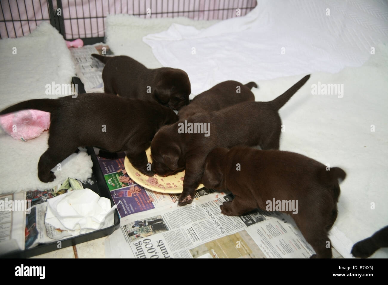 Chocolate Labrador puppies feeding Stock Photo Alamy