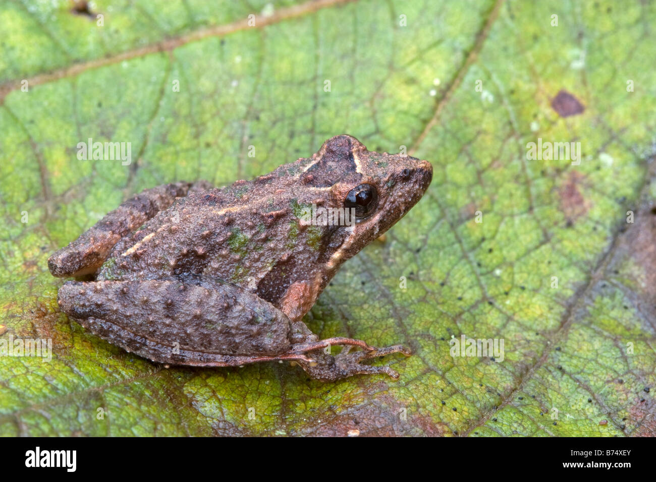 Acris gryllus dorsalis, Florida Cricket Frog Stock Photo