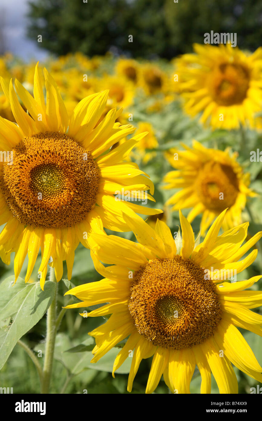 sunflowers in field Stock Photo - Alamy