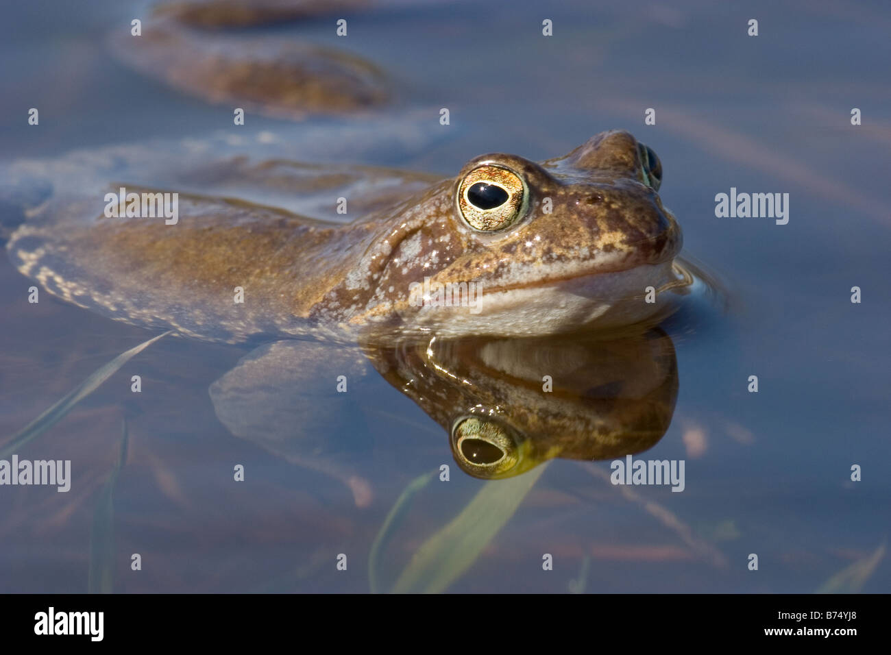 Common Frogs, Rana temporaria Stock Photo