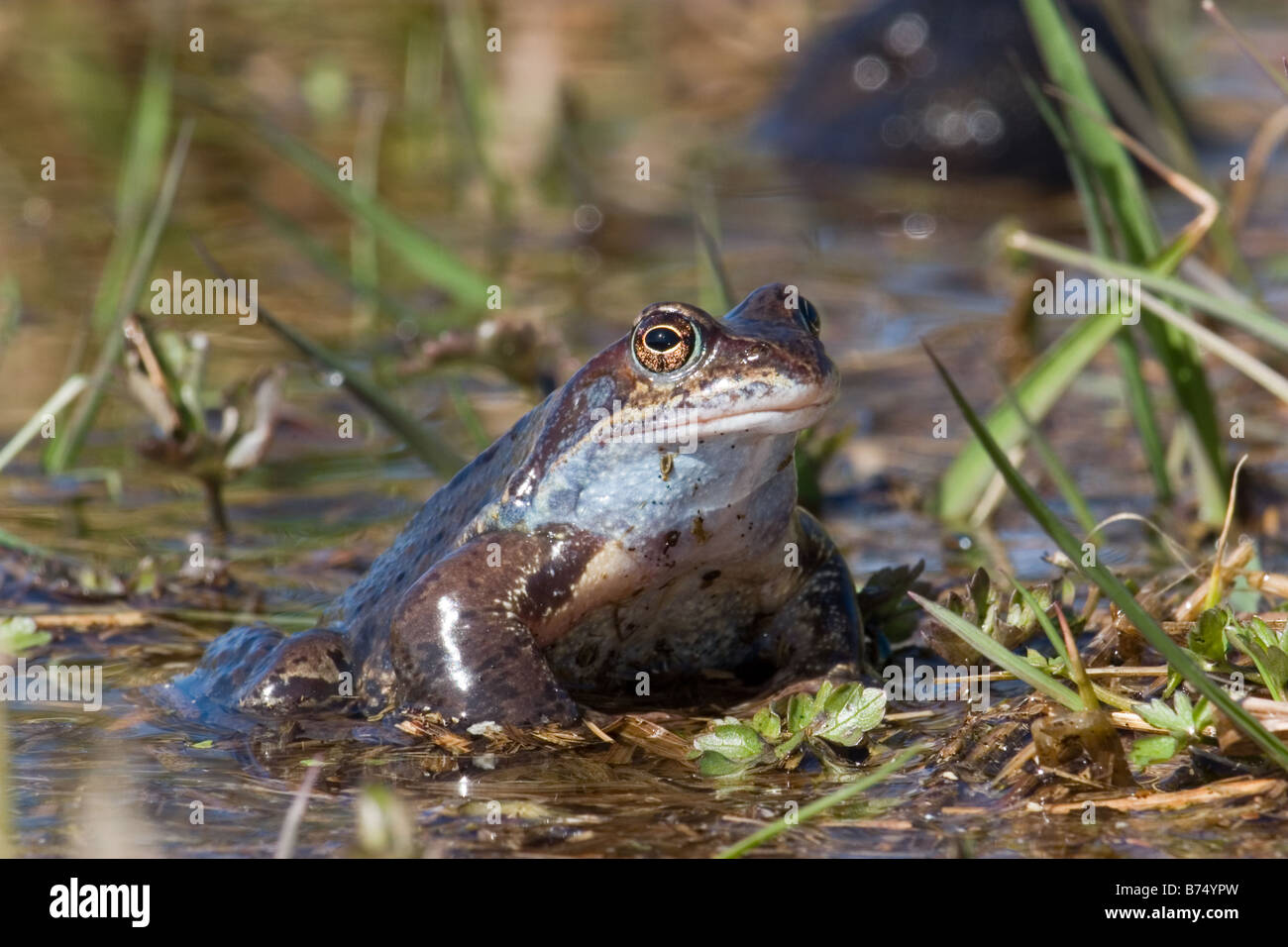 Common Frog, Rana temporaria Stock Photo