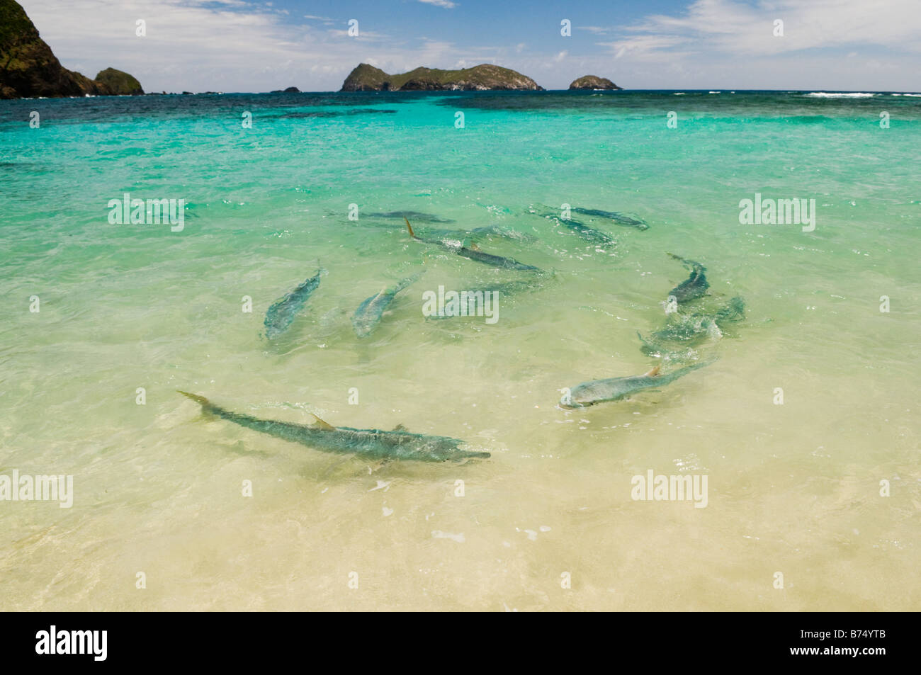 Neds beach lord howe island hires stock photography and images Alamy