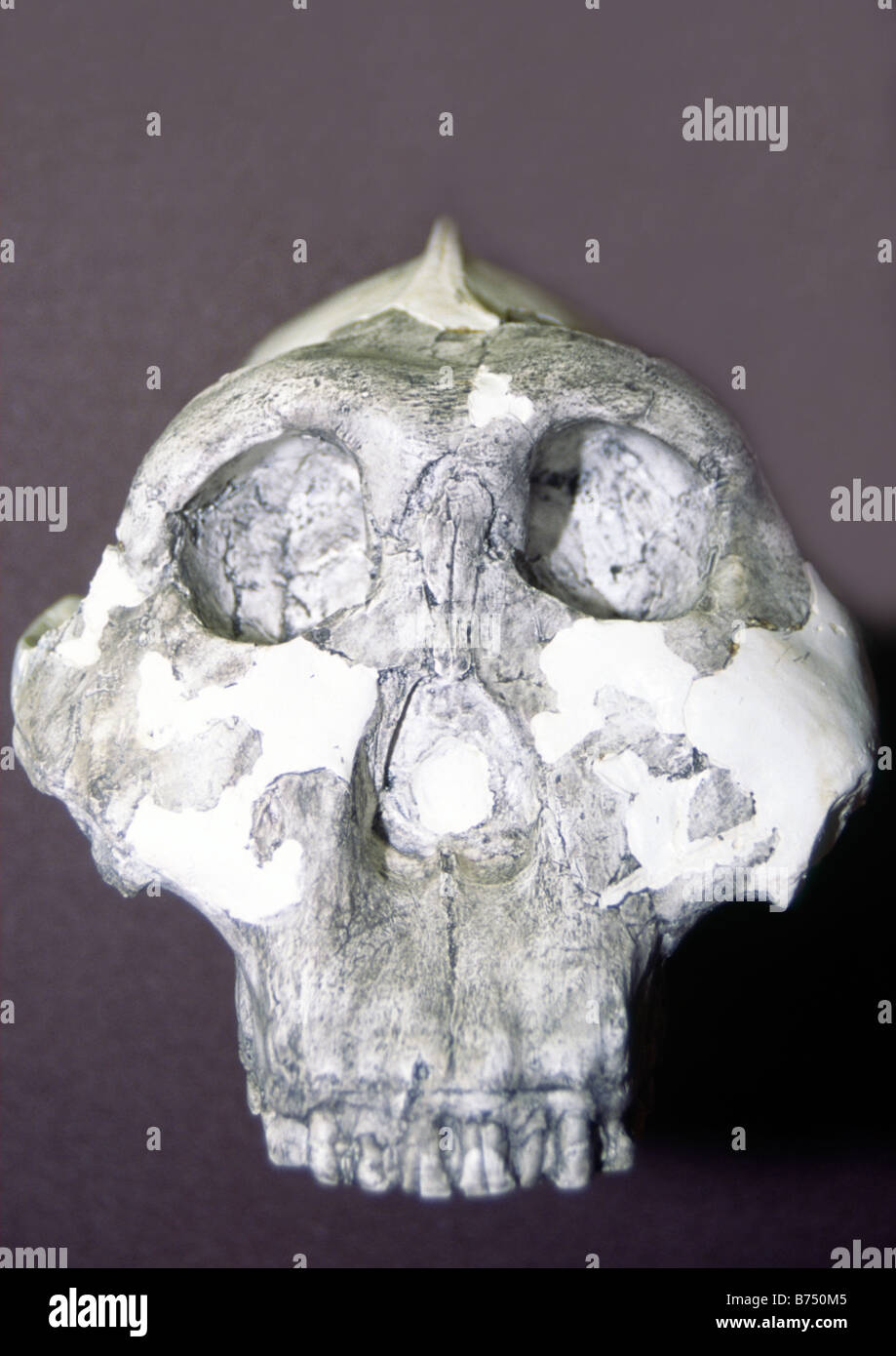 australopithecus skull Stock Photo